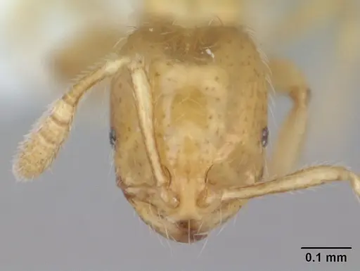 Monomorium micrommaton specimen CASENT0173599 image casent0173599_2