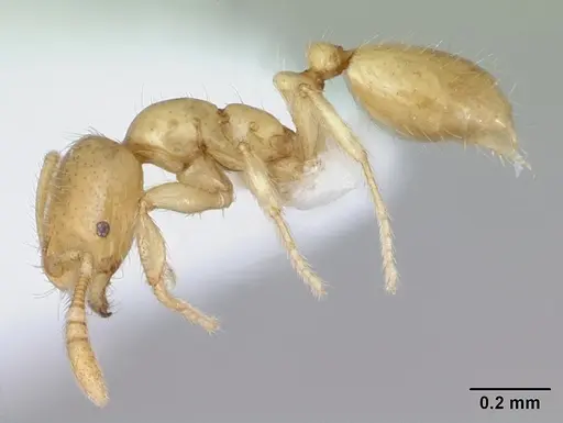 Monomorium micrommaton specimen CASENT0173599 image casent0173599_3