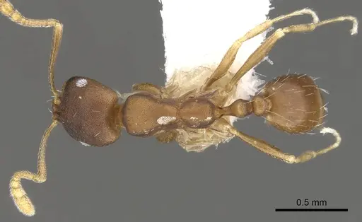 Monomorium micropacum specimen CASENT0902190 image casent0902190_1