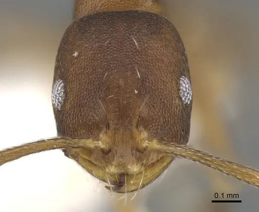 Monomorium micropacum specimen CASENT0902190 image casent0902190_2