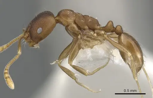 Monomorium micropacum specimen CASENT0902190 image casent0902190_3