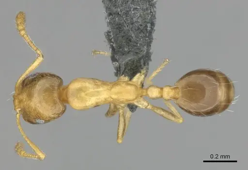 Monomorium minor specimen CASENT0257347 image casent0257347_1