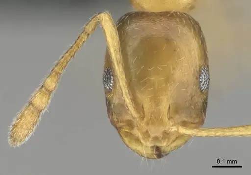 Monomorium minor specimen CASENT0257347 image casent0257347_2