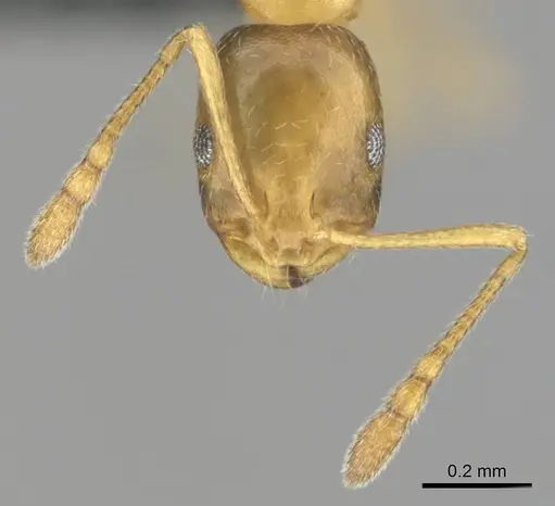 Monomorium minor specimen CASENT0257347 image casent0257347_3
