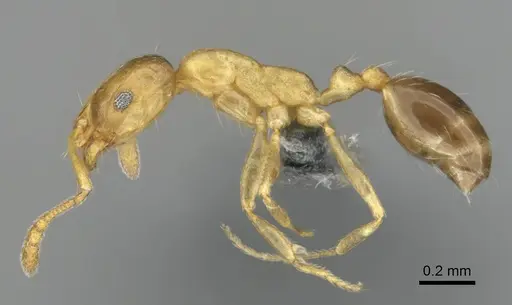 Monomorium minor specimen CASENT0257347 image casent0257347_4