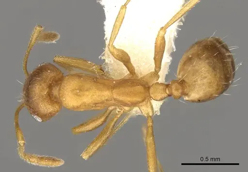 Monomorium minor specimen CASENT0914312 image casent0914312_1