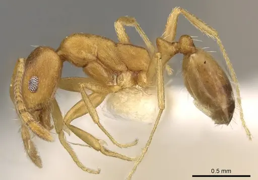 Monomorium minor specimen CASENT0914312 image casent0914312_3