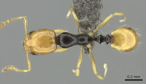 Monomorium mirandum specimen CASENT0235525 image casent0235525_1