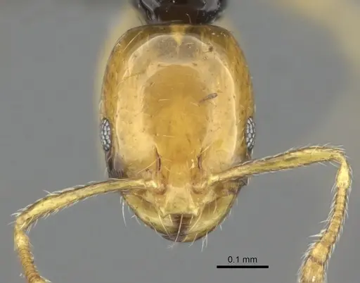 Monomorium mirandum specimen CASENT0235525 image casent0235525_2
