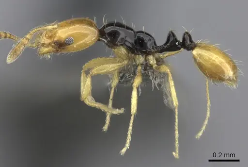 Monomorium mirandum specimen CASENT0235525 image casent0235525_3