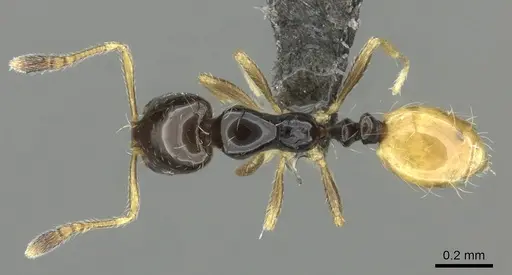 Monomorium mirandum specimen CASENT0235526 image casent0235526_1