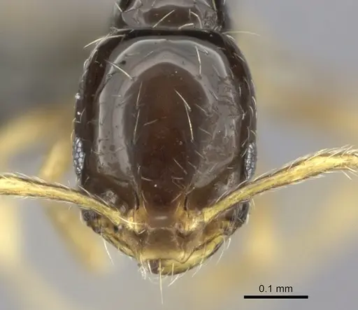 Monomorium mirandum specimen CASENT0235526 image casent0235526_2