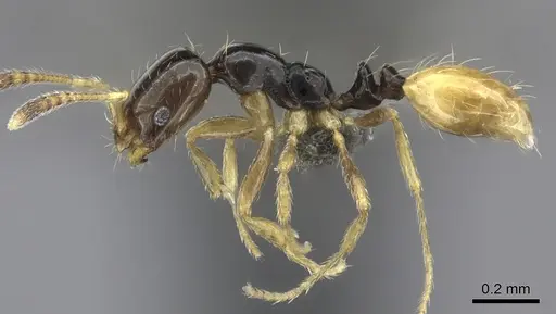 Monomorium mirandum specimen CASENT0235526 image casent0235526_3