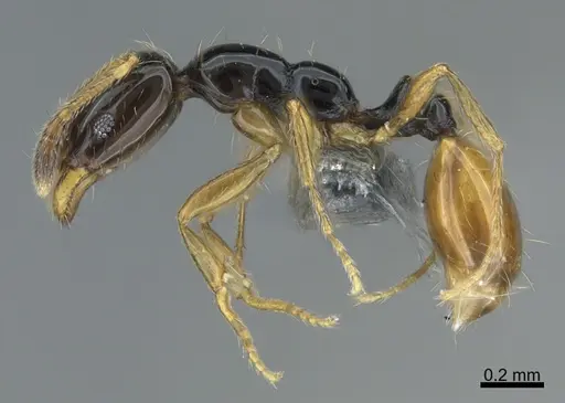 Monomorium mirandum specimen CASENT0781836 image casent0781836_1