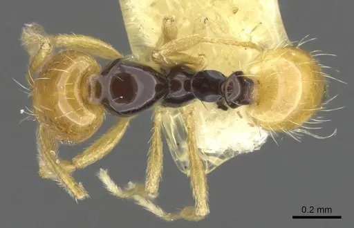 Monomorium mirandum specimen CASENT0902247 image casent0902247_1