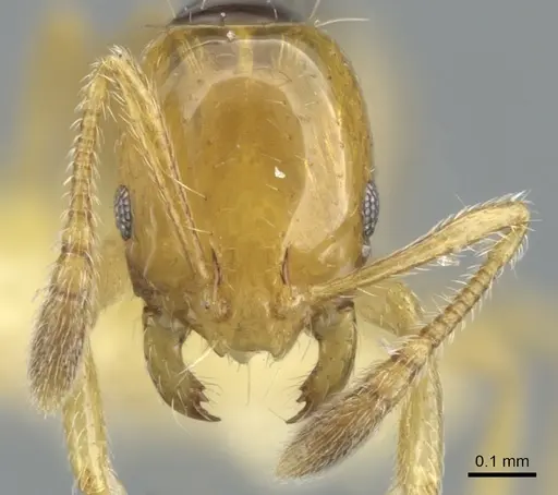 Monomorium mirandum specimen CASENT0902247 image casent0902247_2
