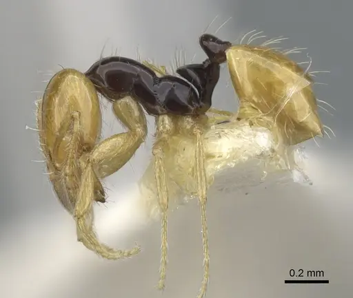 Monomorium mirandum specimen CASENT0902247 image casent0902247_3