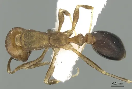 Monomorium moathi specimen CASENT0906399 image casent0906399_1