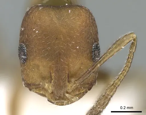 Monomorium moathi specimen CASENT0906399 image casent0906399_2