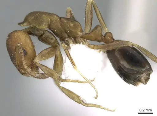 Monomorium moathi specimen CASENT0906399 image casent0906399_3