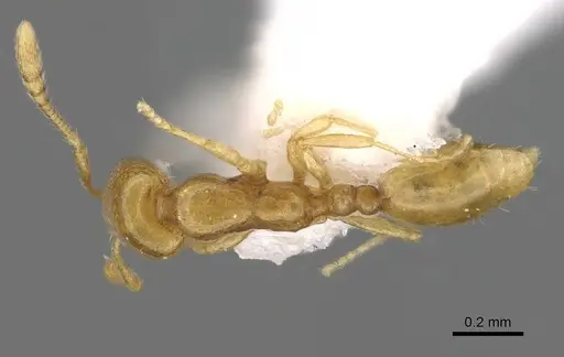 Monomorium mohammedi specimen CASENT0922351 image casent0922351_1