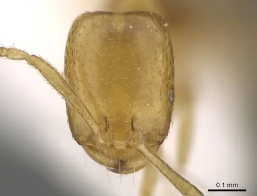 Monomorium mohammedi specimen CASENT0922351 image casent0922351_2