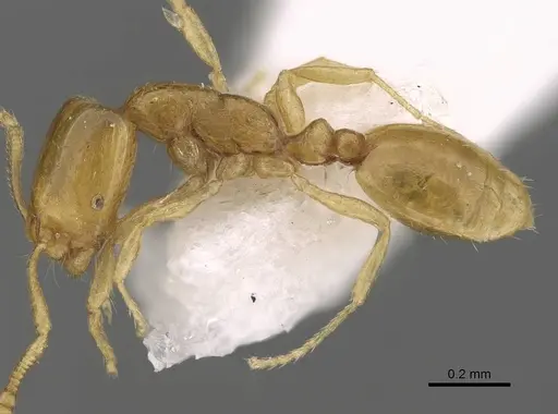 Monomorium mohammedi specimen CASENT0922351 image casent0922351_3