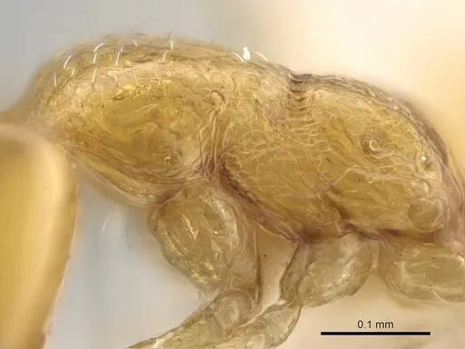 Monomorium mohammedi specimen CASENT0922351 image casent0922351_4