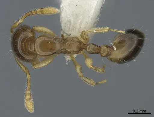 Monomorium monomorium specimen CASENT0408313 image casent0408313_1