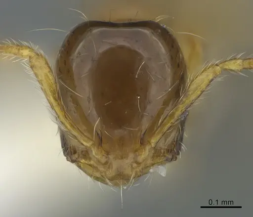 Monomorium monomorium specimen CASENT0408313 image casent0408313_2