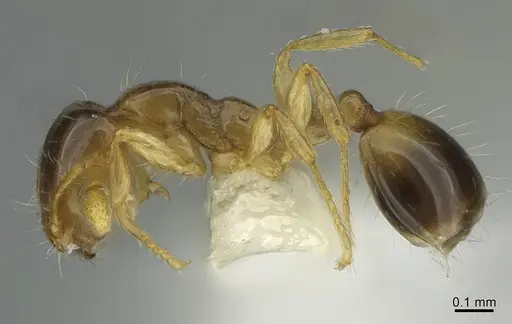 Monomorium monomorium specimen CASENT0408313 image casent0408313_3