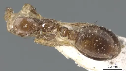 Monomorium monomorium specimen CASENT0902281 image casent0902281_1