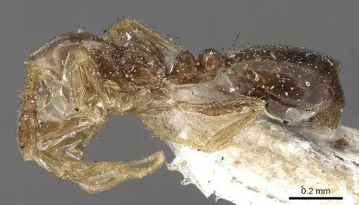 Monomorium monomorium specimen CASENT0902281 image casent0902281_2