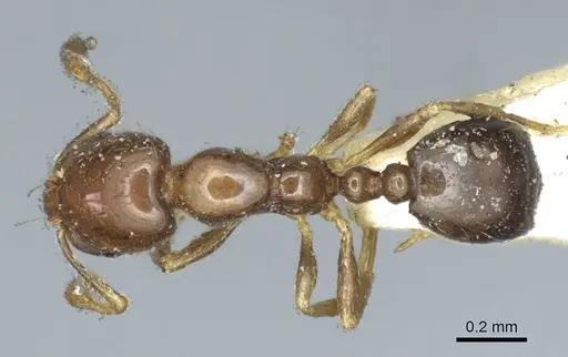 Monomorium monomorium specimen CASENT0916000 image casent0916000_1