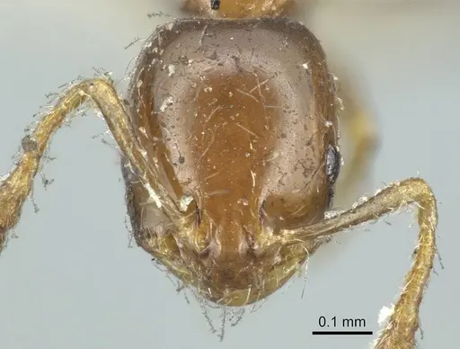 Monomorium monomorium specimen CASENT0916000 image casent0916000_2