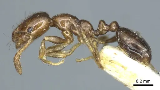 Monomorium monomorium specimen CASENT0916000 image casent0916000_3
