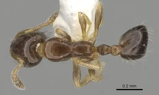 Monomorium monomorium specimen CASENT0919906 image casent0919906_1