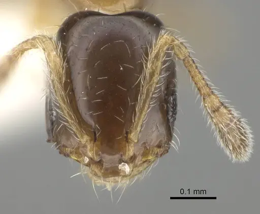 Monomorium monomorium specimen CASENT0919906 image casent0919906_2