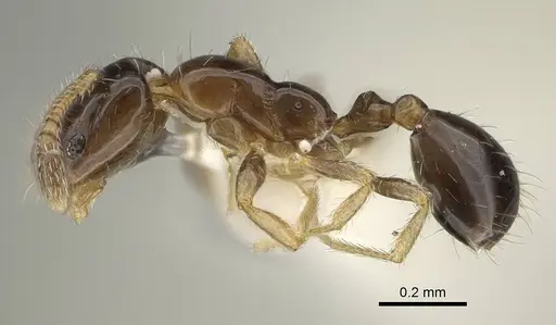 Monomorium monomorium specimen CASENT0919906 image casent0919906_3