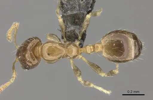 Monomorium musicum specimen CASENT0235918 image casent0235918_1