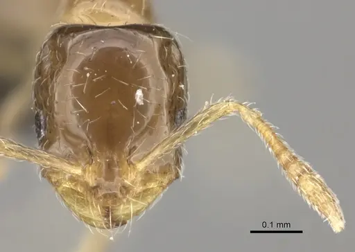 Monomorium musicum specimen CASENT0235918 image casent0235918_2