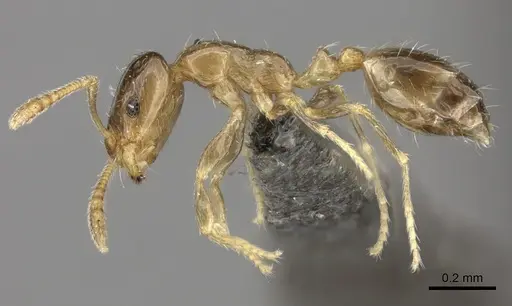 Monomorium musicum specimen CASENT0235918 image casent0235918_3