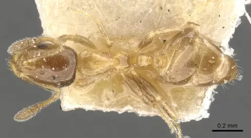 Monomorium musicum specimen CASENT0902258 image casent0902258_1