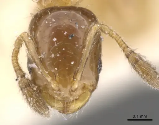 Monomorium musicum specimen CASENT0902258 image casent0902258_2