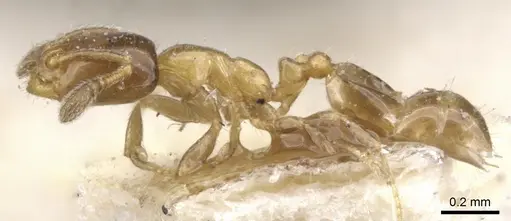 Monomorium musicum specimen CASENT0902258 image casent0902258_3