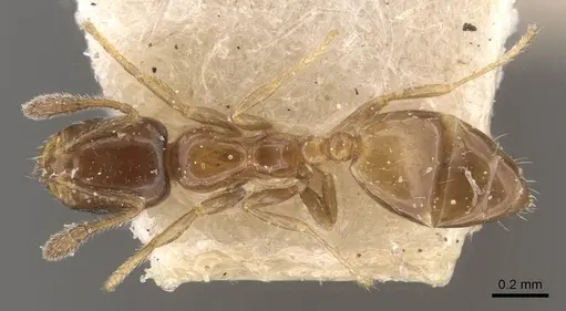 Monomorium musicum specimen CASENT0908708 image casent0908708_1
