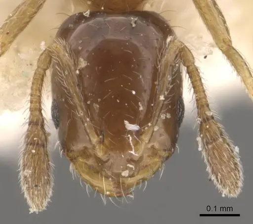 Monomorium musicum specimen CASENT0908708 image casent0908708_2