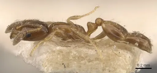 Monomorium musicum specimen CASENT0908708 image casent0908708_3