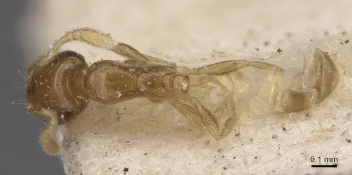 Monomorium musicum specimen CASENT0913819 image casent0913819_1