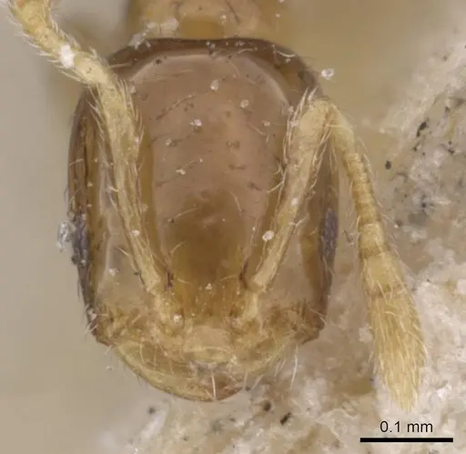 Monomorium musicum specimen CASENT0913819 image casent0913819_2